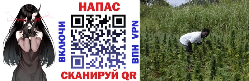 хочу   Боровск  omg сайт  Каннабис SATIVA & INDICA 